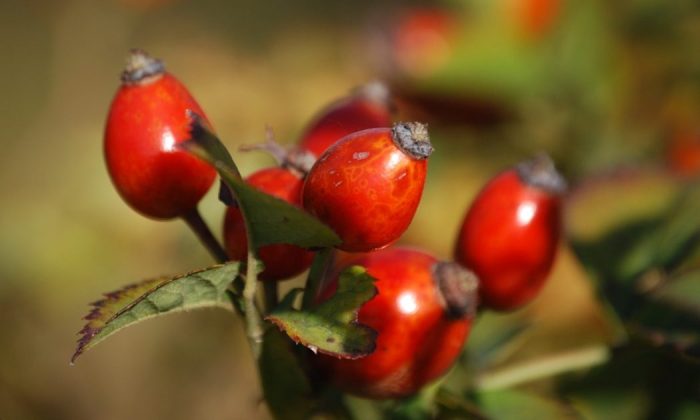 Rosehips