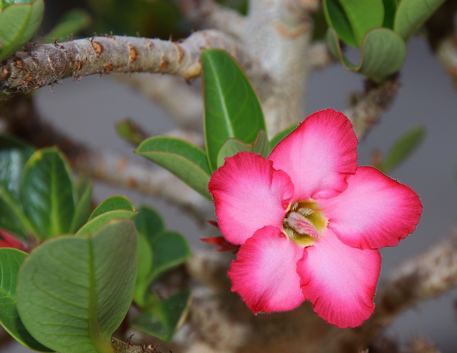 Desert rose 