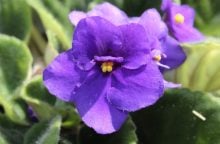 Violets