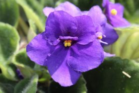 Violets