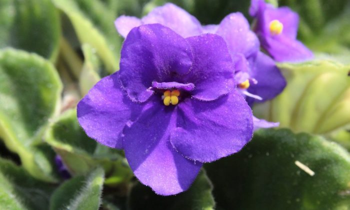 Violets