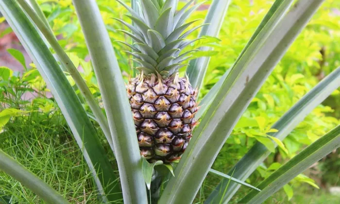 Pineapple