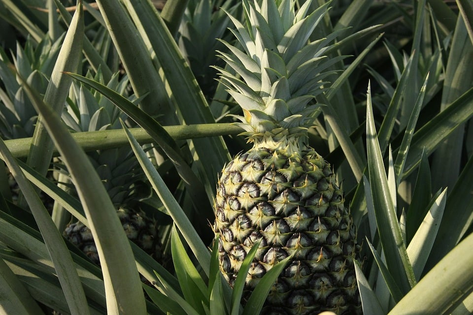 Pineapple