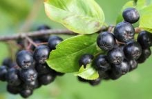 Black chokeberry