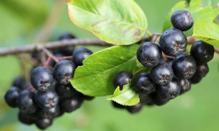 Black chokeberry