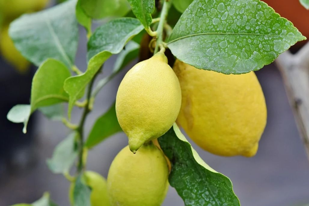 Citrus peel 