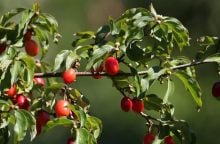 Cornelian cherry