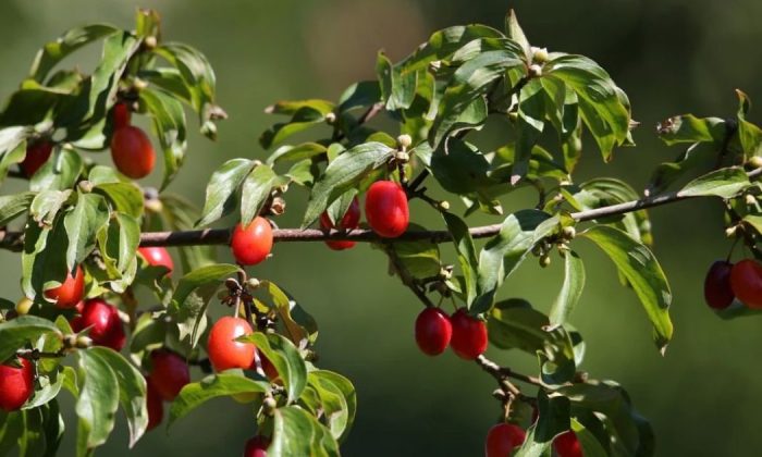 Cornelian cherry