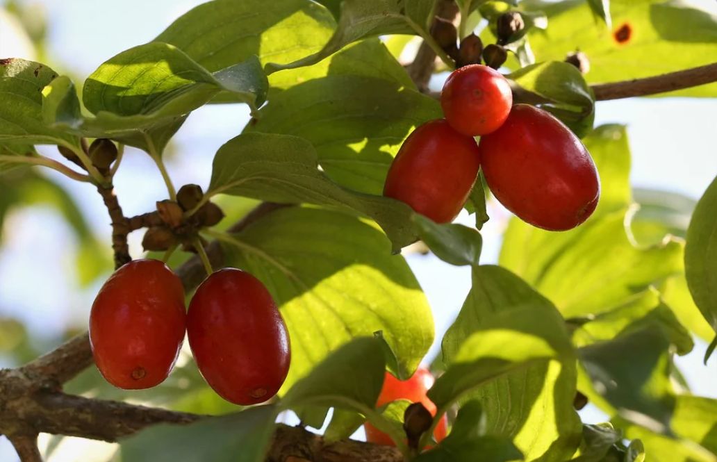 Cornelian cherry 