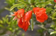 Dwarf pomegranate