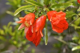 Dwarf pomegranate