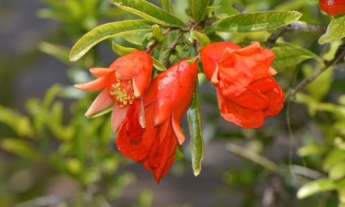 Dwarf pomegranate