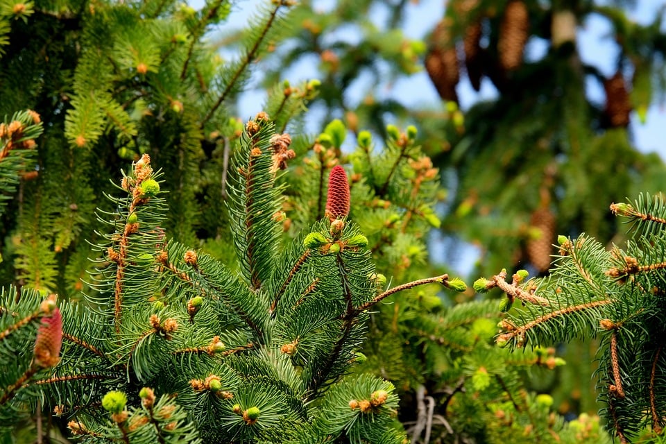 Coniferous trees