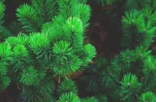 coniferous trees