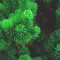 coniferous trees