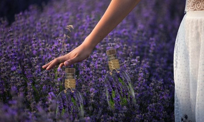 English lavender