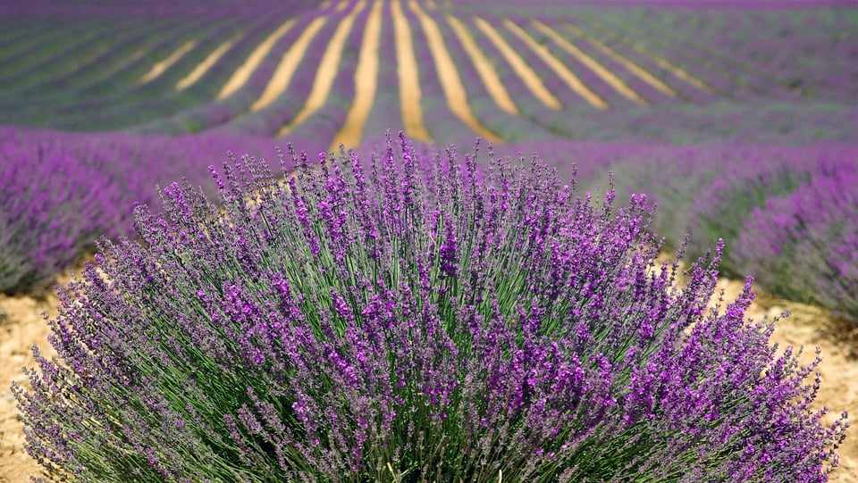 English lavender 