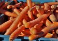 Carrots