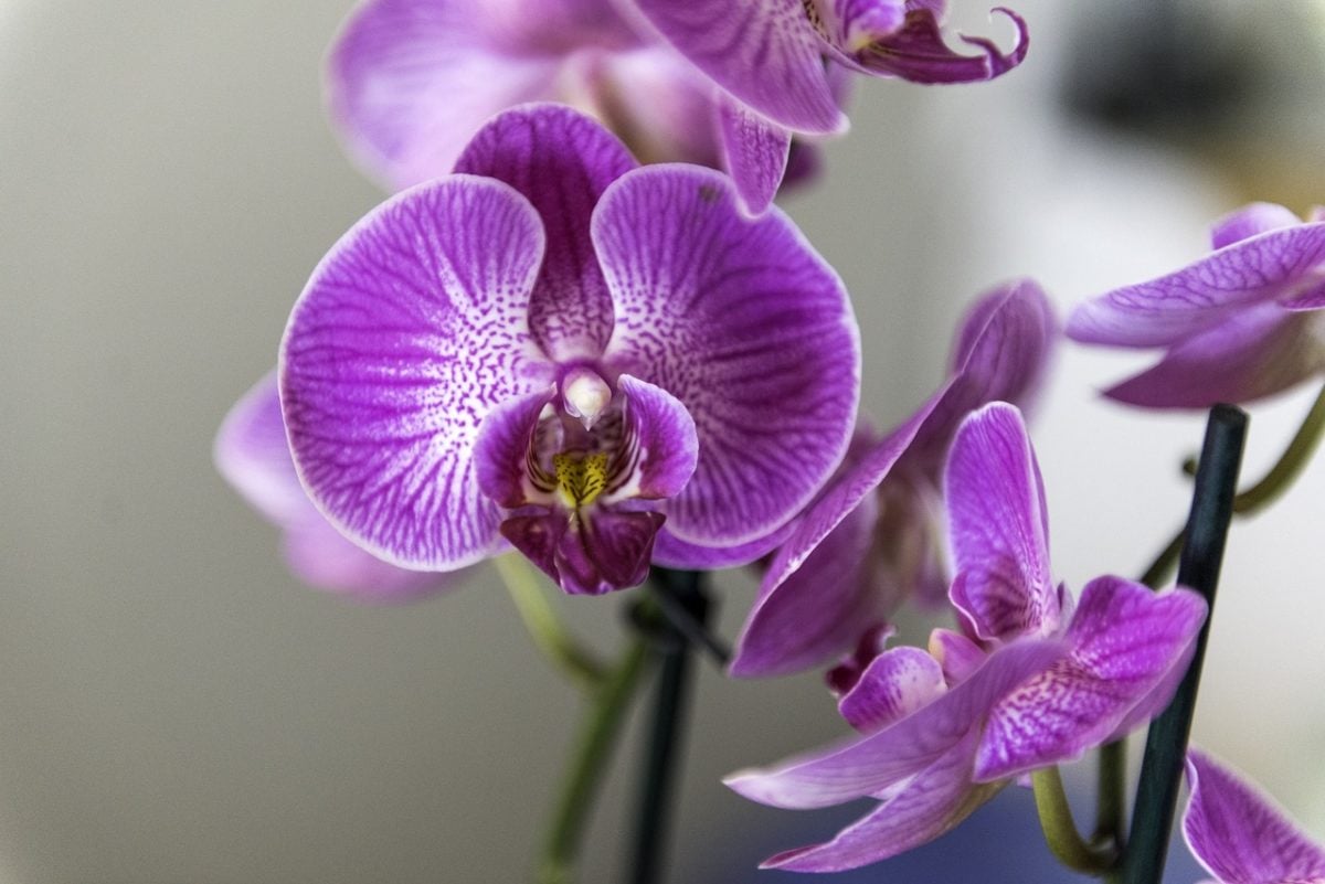 Orchids