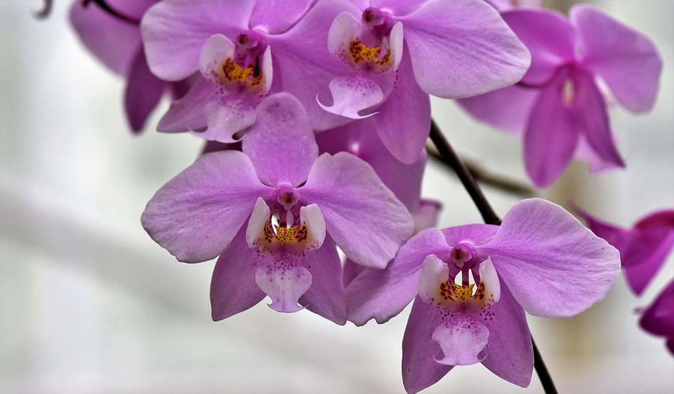 Orchids