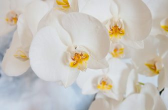 Orchids