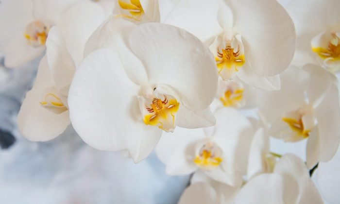 Orchids