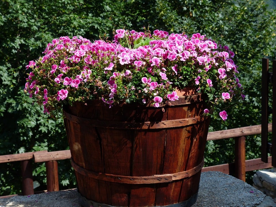 Pelargoniums