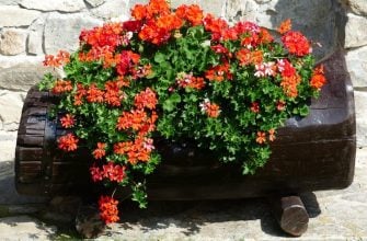 pelargoniums