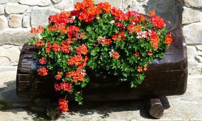 pelargoniums