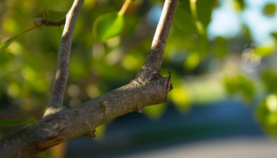 Prunning