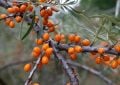 Sea-buckthorn