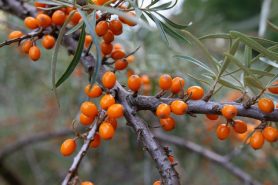 Sea-buckthorn