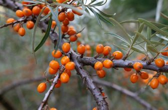 Sea-buckthorn