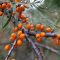 Sea-buckthorn