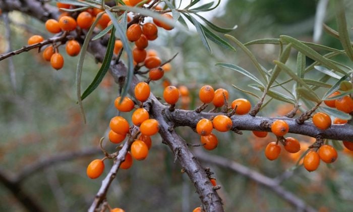 Sea-buckthorn