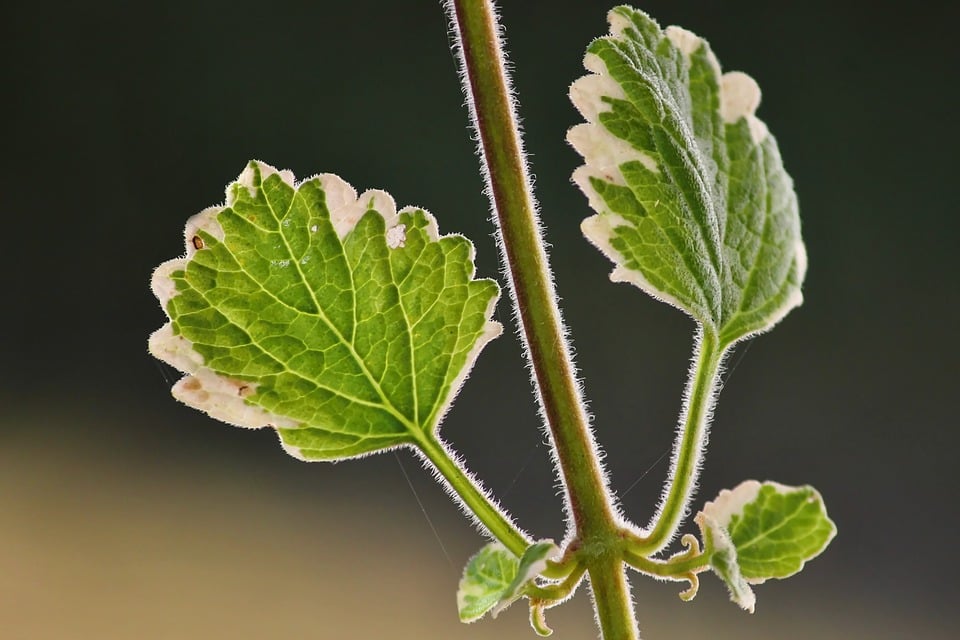 Spur-flower 