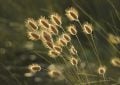 ornamental grasses