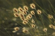 ornamental grasses