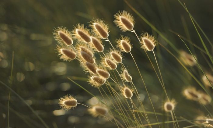 ornamental grasses