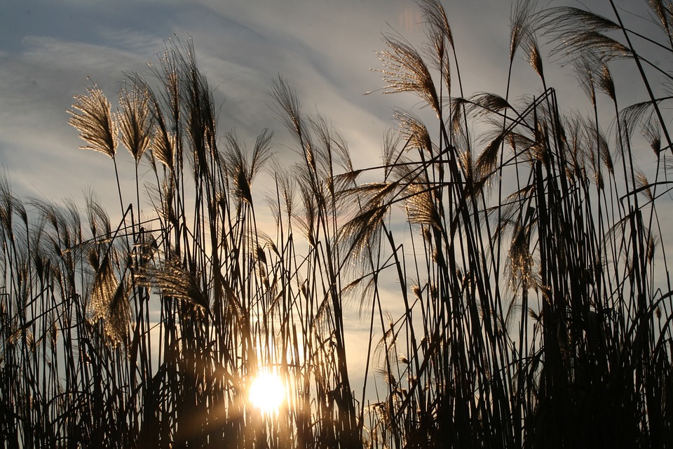 Ornamental grasses