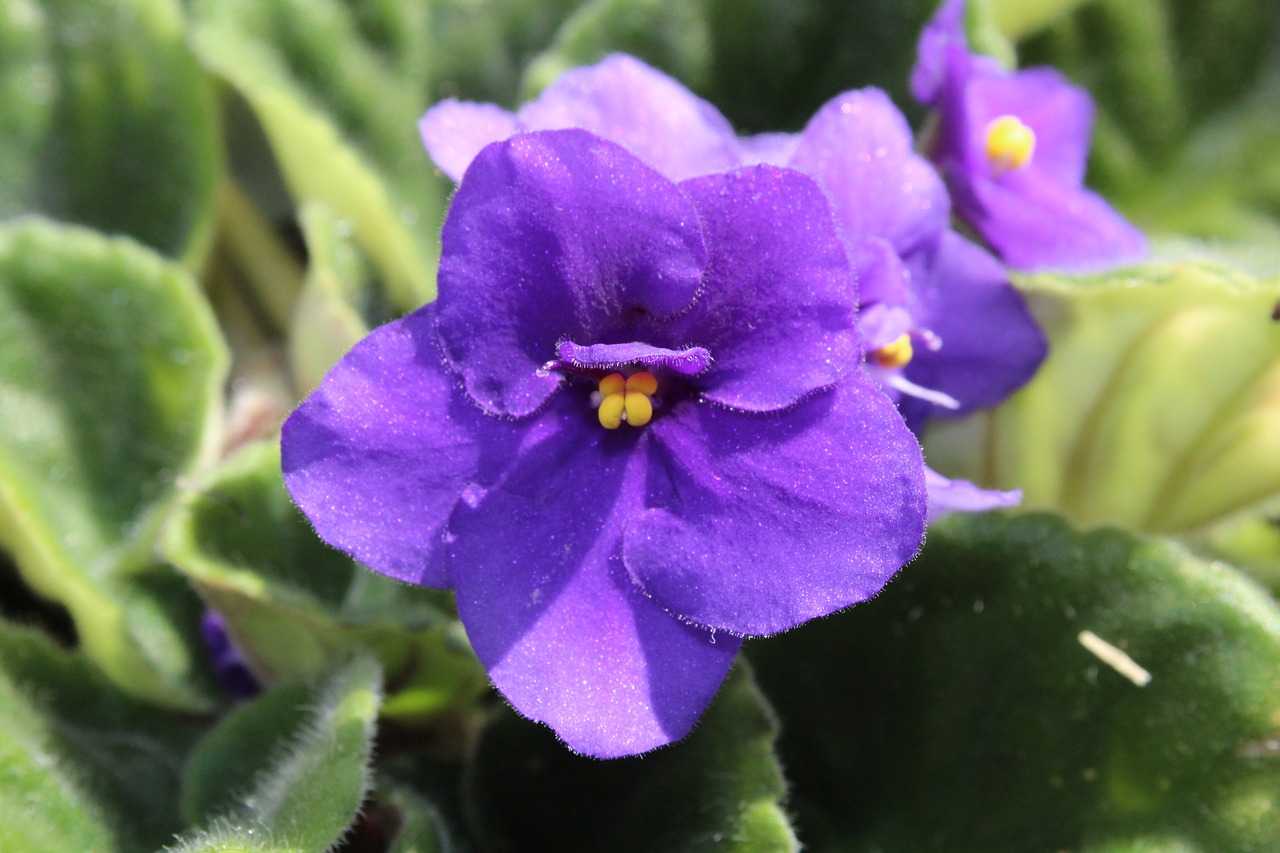 African violets 