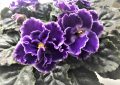 African violets