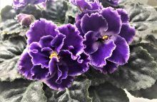 African violets