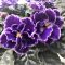 African violets