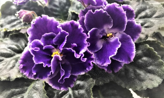 African violets