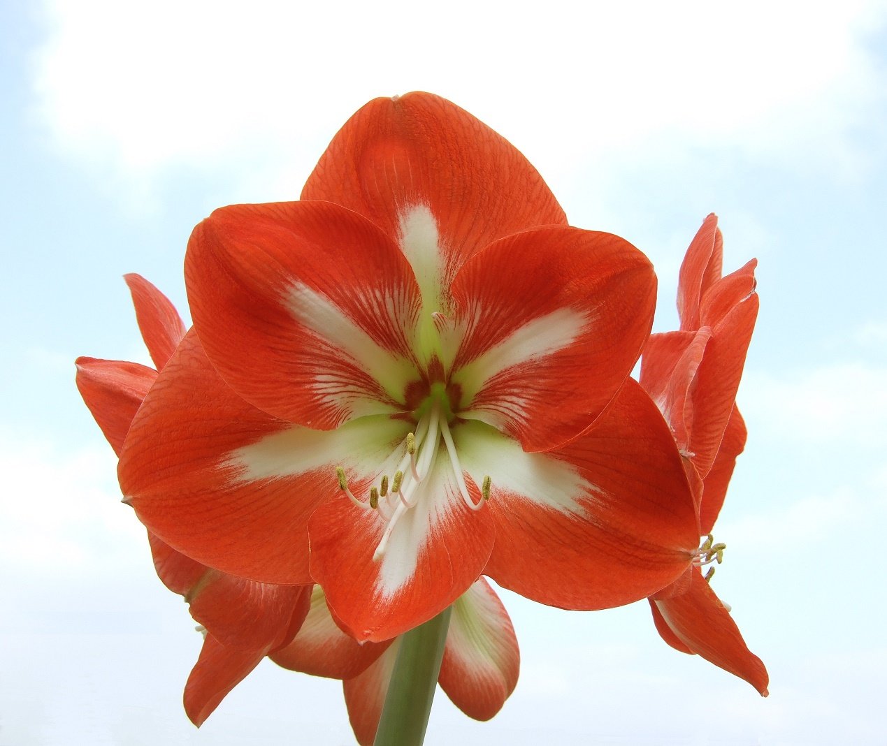 Amaryllis