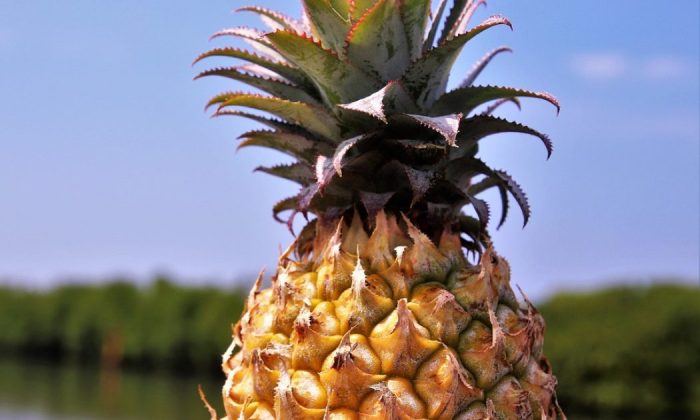 Pineapple