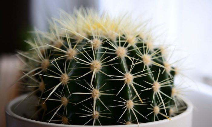 Cactus