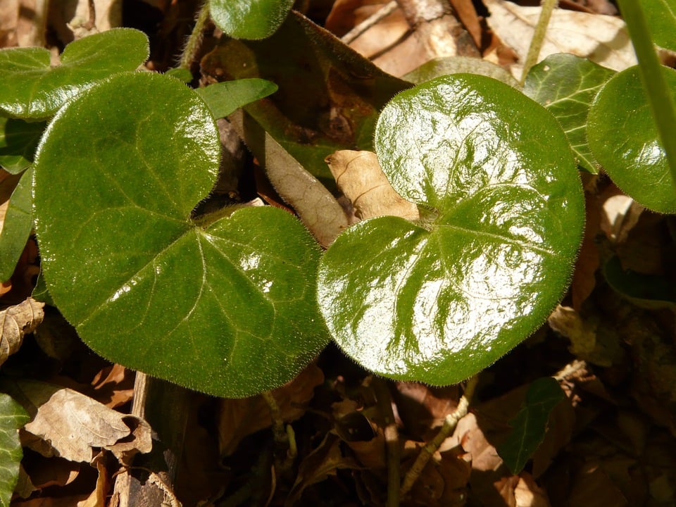 Plants