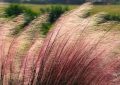 Decorative grasses